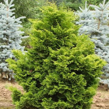 Chamaecyparis obtusa Gold Drop - Cipresso di Hinoki