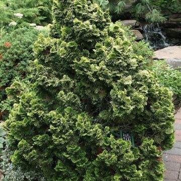 Chamaecyparis obtusa Nana Aurea - Cipresso di Hinoki