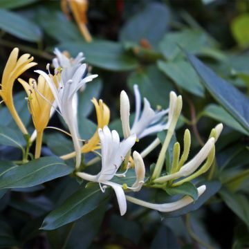 Lonicera japonica Dart's Acumen - Caprifoglio giapponese