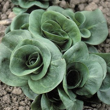 Cicoria Grumolo Verde