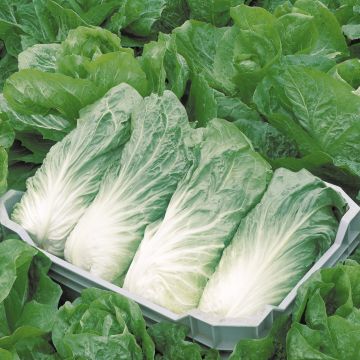 Cicoria Pan di zucchero Bio