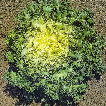 Indivia riccia d'été à Cœur Jaune