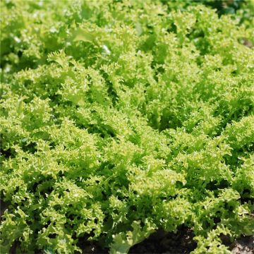 Indivia riccia Grosse Pancalière