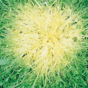 Indivia riccia Molto fina degli ortoloni
