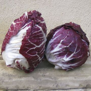 Cicoria Rosso di Verona Bio