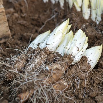 Indivia Witloof Mechelse Middelvroeg