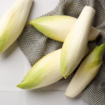 Indivia Witloof Normale Maraîchère