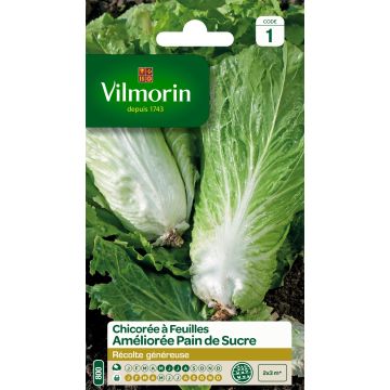 Cicoria à larges feuilles Améliorée Pan di zucchero