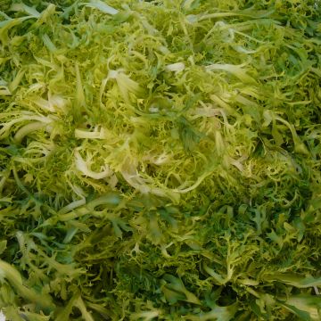 Indivia riccia De Ruffec