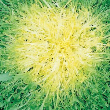 Indivia riccia Endivette