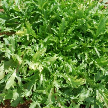 Indivia riccia Fine de Louviers