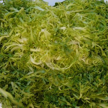 Indivia riccia Laury