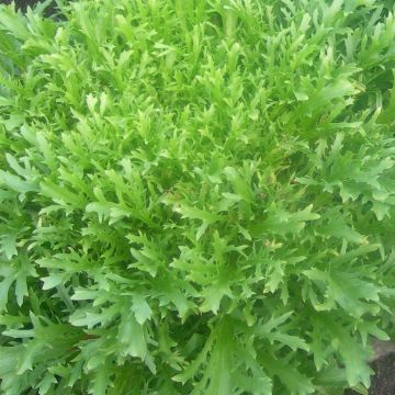 Indivia riccia Minerva