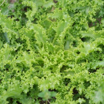 Indivia crispum Wallonne - Despa