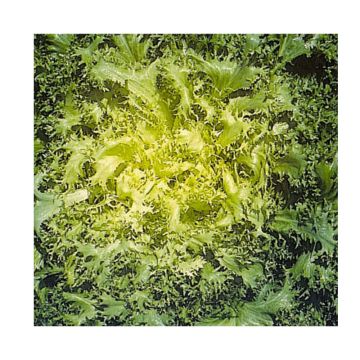 Indivia riccia frisée d'été à Cœur Jaune