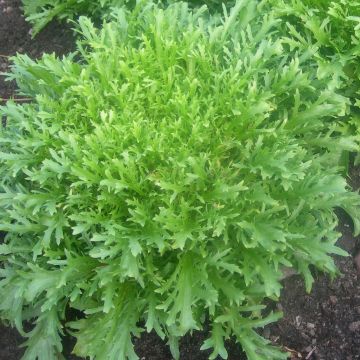 Indivia riccia d'Hiver de Provence