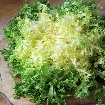 Indivia riccia Grosse Pancalière (BIO semi)