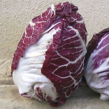 Cicoria Rosso di Verona