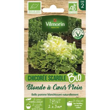 Cicoria scarola Bionda dal cuore - Vilmorin