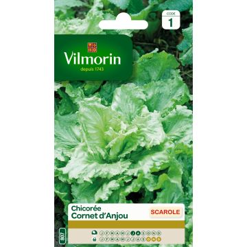 Cicoria scarola Cornetto d'Anjou - Vilmorin