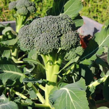 Cavolo broccolo Ramoso Calabrese