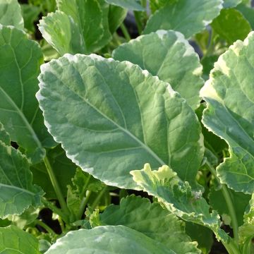 Cavolo perenne Daubenton Popof