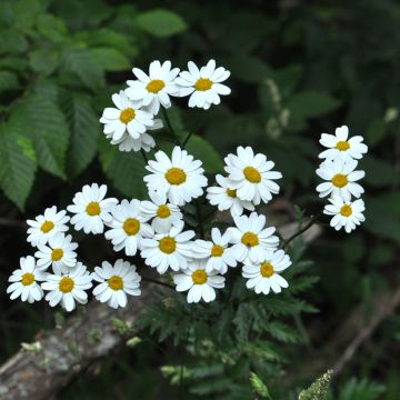 Tanacetum corymbosum - Erba-amara dei boschi
