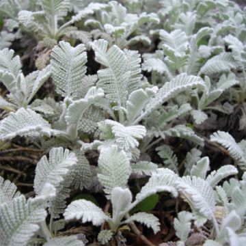 Tanacetum haradjanii - Tanaceto