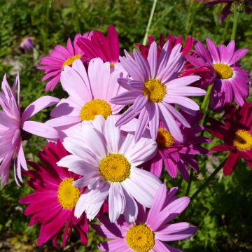 Chrysanthemum coccineum Robinson's Giants Mix - Crisantemo