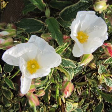 Cistus corbariensis Rospico - Cisto