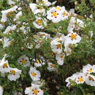Cistus Jenkyn Place - Cisto
