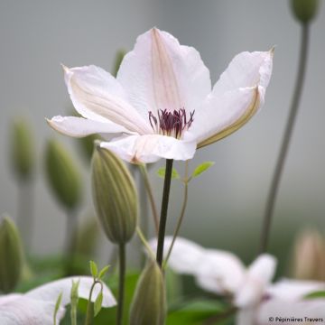 Clematis Jan Pawel II - Clematide