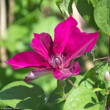 Clematis Perida - Clematide