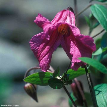 Clematis Savannah - Clematide