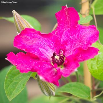 Clematis Viva Polonia - Clematide