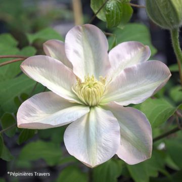 Clematis Jeanes Pink - Clematide