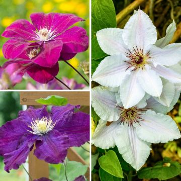 Clematis Mix Tricolor - Clematide