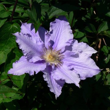 Clematis Will Goodwin - Clematide