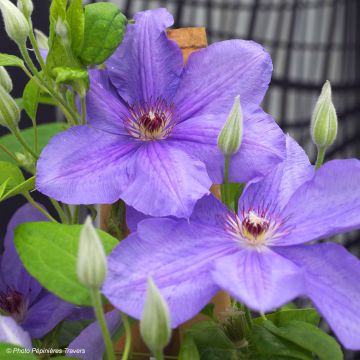 Clematis Success Bleu de Loire - Clematide