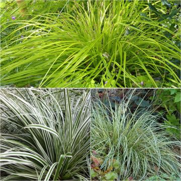 Collezione 3 Carex EverColor