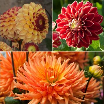 Collezione 3 Dahlie da fiore reciso, tonalità calde bicolore