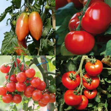 Collezione di 4 Pomodoro ibridi F1