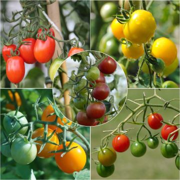 Collezione di 5 pomodorino colorati in piantine