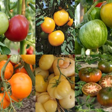 Collezione di 6 Pomodoro colorato
