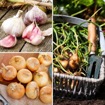 Collezione Gusto - Aglio, Cipolla, Scalogno in piantine