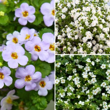 Collezione di Bacopa per fioriere e sospensioni