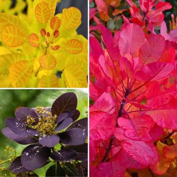 Collezione Cotinus - Fogliame colorato