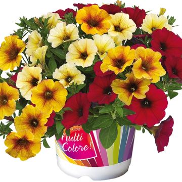 Composizione Bonfire - 3 petunie Beautical nei colori assortiti