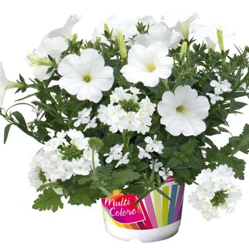 Composizione White Pearl - Composizione di 3 piante