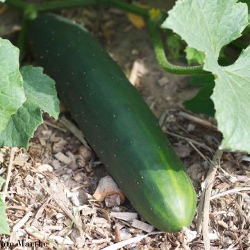 Cetriolo Marketmore BIO (semi)